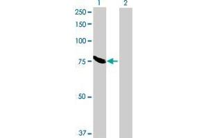 Lane 1: MAN1C1 transfected lysate ( 69.