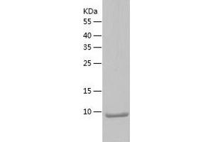 Western Blotting (WB) image for Trefoil Factor 2 (TFF2) (AA 23-129) protein (His-IF2DI Tag) (ABIN7125491)