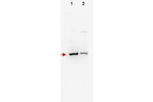 Image no. 1 for anti-F-Box and WD Repeat Domain Containing 11 (FBXW11) (N-Term) antibody (ABIN401257) (FBXW11 anticorps  (N-Term))