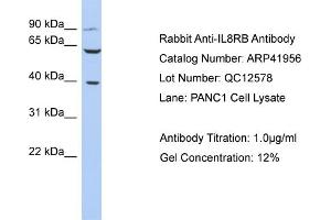 Host: Rabbit Target Name: IL8RB Sample Tissue: Human PANC1 Whole Cell Antibody Dilution: 1ug/ml (CXCR2 anticorps  (N-Term))
