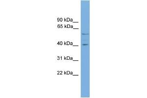 WB Suggested Anti-EDIL3 Antibody Titration: 0. (EDIL3 anticorps  (N-Term))