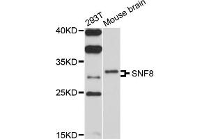 Western blot analysis of extracts of various cell lines, using SNF8 antibody (ABIN4905253) at 1:1000 dilution. (SNF8 anticorps)