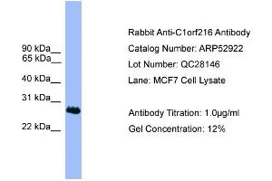 WB Suggested Anti-C1orf216  Antibody Titration: 0. (C1ORF216 anticorps  (N-Term))