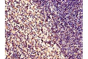 Immunohistochemistry of paraffin-embedded human spleen tissue using ABIN7160145 at dilution of 1:100