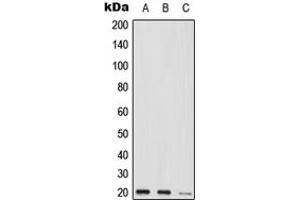 Western blot analysis of MED9 expression in HEK293T (A), Raw264. (MED9 anticorps  (C-Term))
