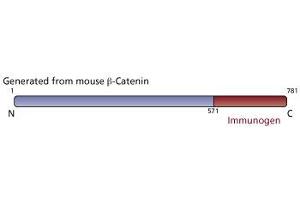 Image no. 3 for anti-Catenin, beta (CATNB) (AA 571-781) antibody (ABIN967785) (beta Catenin anticorps  (AA 571-781))