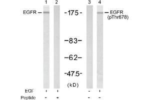 Image no. 1 for anti-Epidermal Growth Factor Receptor (EGFR) (Thr678) antibody (ABIN197412) (EGFR anticorps  (Thr678))