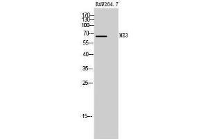 Western Blotting (WB) image for anti-Malic Enzyme 3, NADP(+)-Dependent, Mitochondrial (ME3) (C-Term) antibody (ABIN3175954) (ME3 anticorps  (C-Term))