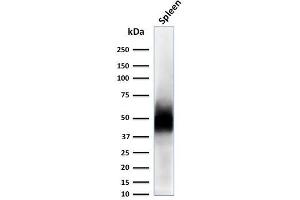 Western Blot Analysis of Spleen tissue lysate using CD63 Mouse Monoclonal Antibody (LAMP3/2788).