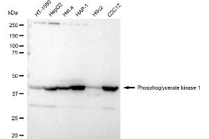 anti-Phosphoglycerate Kinase 1 (PGK1) antibody