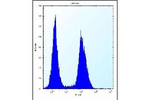 ASS1 Antibody (C-term) (ABIN656537 and ABIN2845801) flow cytometric analysis of Jurkat cells (right histogram) compared to a negative control cell (left histogram).