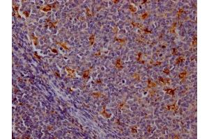 IHC image of ABIN7127386 diluted at 1:100 and staining in paraffin-embedded human tonsil tissue performed on a Leica BondTM system. (Recombinant Cathepsin S anticorps)