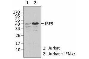 Western Blotting (WB) image for anti-Interferon Regulatory Factor 9 (IRF9) antibody (ABIN2666230) (IRF9 anticorps)