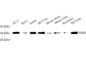 Western blot analysis of DCR3 (ABIN7076071) at dilution of 1: 500 (TNFRSF6B anticorps)