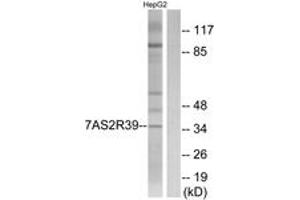 Western blot analysis of extracts from HepG2 cells, using TAS2R39 Antibody. (TAS2R39 anticorps  (AA 218-267))