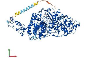 AlphaFold protein structure predicition of Human Recombinant ENPP3 Protein, UniprotID O14638