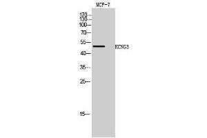 Western Blotting (WB) image for anti-Potassium Voltage-Gated Channel, Subfamily G, Member 3 (KCNG3) (Internal Region) antibody (ABIN3185283)