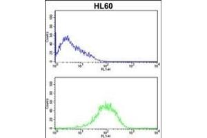 PSMB9 Antibody (C-term) (ABIN652496 and ABIN2842334) flow cytometric analysis of HL60 cells (bottom histogram) compared to a negative control cell (top histogram). (PSMB9 anticorps  (C-Term))