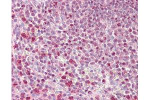 Anti-PHLPP2 / PHLPPL antibody IHC staining of human spleen. (PHLPP2 anticorps  (C-Term))