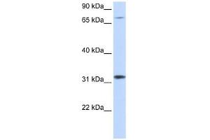 ZNF799 antibody used at 1. (ZNF799 anticorps  (Middle Region))