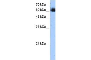 WB Suggested Anti-RELB Antibody Titration:  1.