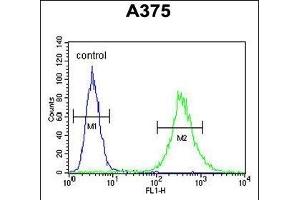 ZCCHC17 Antibody (Center) (ABIN654970 and ABIN2844608) flow cytometric analysis of  cells (right histogram) compared to a negative control cell (left histogram). (ZCCHC17 anticorps  (AA 159-187))
