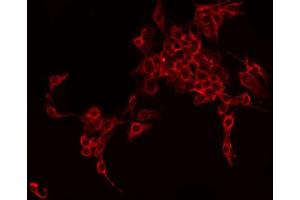 ABIN6275903 staining HepG2 by IF/ICC. (Follistatin anticorps  (Internal Region))