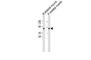 All lanes : Anti-HYAL4 Antibody (Center) at 1:2000 dilution Lane 1: Mouse skeletal muscle lysate Lane 2: Rat skeletal muscle lysate Lysates/proteins at 20 μg per lane. (HYAL4 anticorps  (AA 143-172))