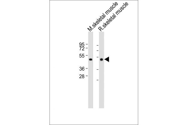HYAL4 antibody  (AA 143-172)
