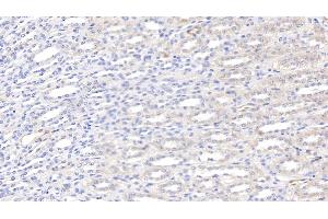 Detection of LEP in Canine Kidney Tissue using Polyclonal Antibody to Leptin (LEP)