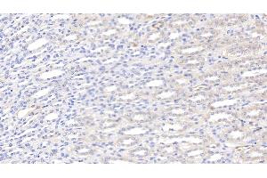 Detection of LEP in Canine Kidney Tissue using Polyclonal Antibody to Leptin (LEP) (Leptin anticorps  (AA 22-167))