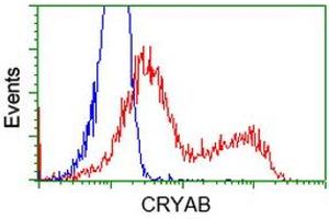 Image no. 3 for anti-Crystallin, alpha B (CRYAB) antibody (ABIN1497646) (CRYAB anticorps)