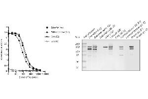 Image no. 1 for anti-Vitellogenin (VTG) antibody (ABIN123820) (Vitellogenin anticorps)