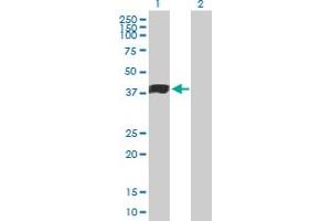 Western Blot analysis of MFGE8 expression in transfected 293T cell line by MFGE8 MaxPab polyclonal antibody. (MFGE8 anticorps  (AA 1-387))