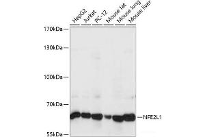 Western blot analysis of extracts of various cell lines using NFE2L1 Polyclonal Antibody at dilution of 1:1000. (NFE2L1 anticorps)
