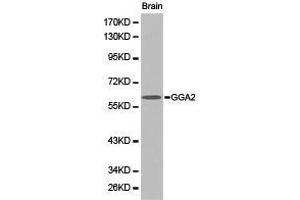 Western Blotting (WB) image for anti-Golgi-Associated, gamma Adaptin Ear Containing, ARF Binding Protein 2 (GGA2) antibody (ABIN1872807) (GGA2 anticorps)