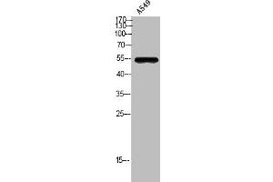 Western Blot analysis of A549 cells using GPR172A Polyclonal Antibody (GPR172A anticorps  (Internal Region))