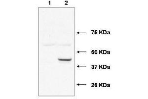Western blot using  affinity purified anti-Ube2j1 antibody shows detection of Ube2j1 in 293 cells over-expressing Myc-Ube2j1 (Lane 2). (UBE2J1 anticorps)
