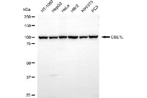 Western blotting analysis using CSE1L antibody (ABIN7798171). (Exportin 2 anticorps)
