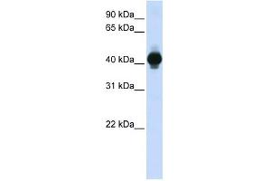 GPR18 antibody (70R-10503) used at 0. (GPR18 anticorps  (Middle Region))