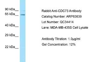 Western Blotting (WB) image for anti-Parafibromin (CDC73) (C-Term) antibody (ABIN2789576) (HRPT2 anticorps  (C-Term))