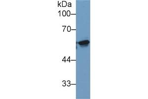 Detection of KPNa2 in Human 293T cell lysate using Monoclonal Antibody to Karyopherin Alpha 2 (KPNa2)