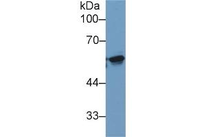 Detection of KPNa2 in Human 293T cell lysate using Monoclonal Antibody to Karyopherin Alpha 2 (KPNa2) (KPNA2 anticorps  (AA 157-412))