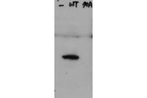 Image no. 1 for anti-HAUS Augmin-Like Complex, Subunit 8 (HAUS8) (pSer70) antibody (ABIN1101969) (NYS48/HAUS8 anticorps  (pSer70))