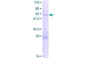 Image no. 1 for Zinc Finger Protein 688 (ZNF688) (AA 1-276) protein (GST tag) (ABIN1326377)