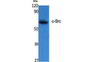 Western Blot (WB) analysis of specific cells using c-Src Polyclonal Antibody. (Src anticorps  (Tyr1141))