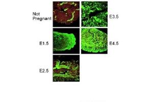 Immunohistochemistry  Sample type: Mouse Uterus  - primary antibody dilution 1 in 300.