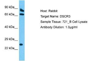 Host: Rabbit Target Name: DSCR3 Sample Tissue: Human 721_B Whole Cell Antibody Dilution: 1ug/ml (DSCR3 anticorps  (Middle Region))