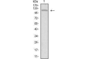 Western blot analysis using TIE1 mouse mAb against HepG2 cell lysate.