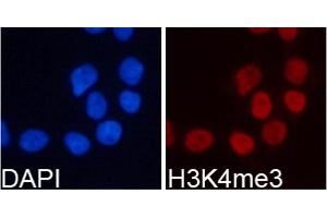 Immunofluorescence analysis of 293T cell using H3K4me3 antibody. (Histone 3 anticorps  (H3K4me3))